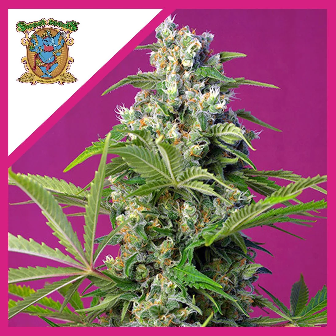 Semillas Gorilla Girl Fem de Sweet Seeds