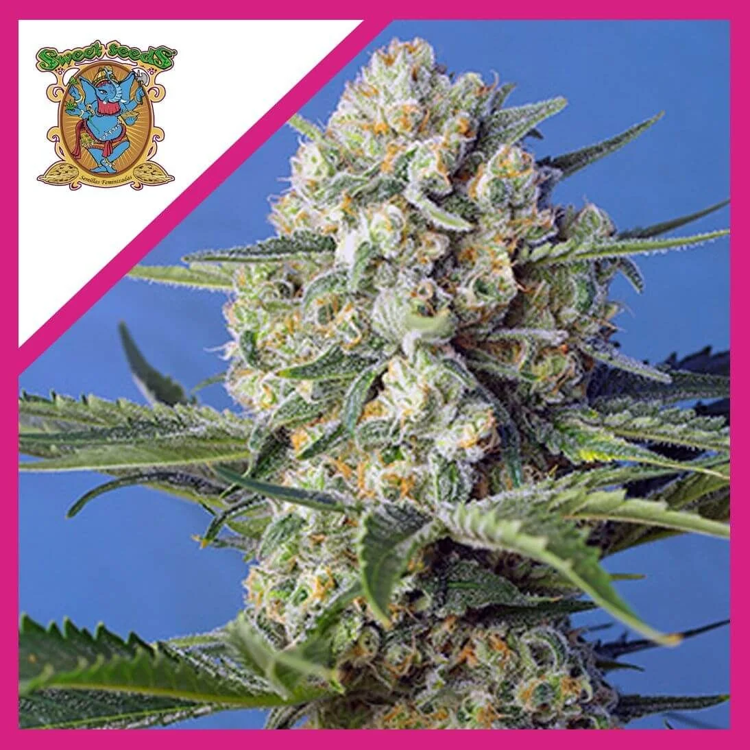 Crystal Candy F1 Fem - Sweet Seeds