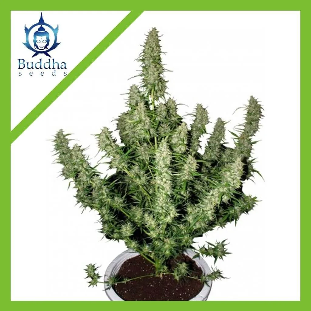 Magnum Auto — Buddha Seeds