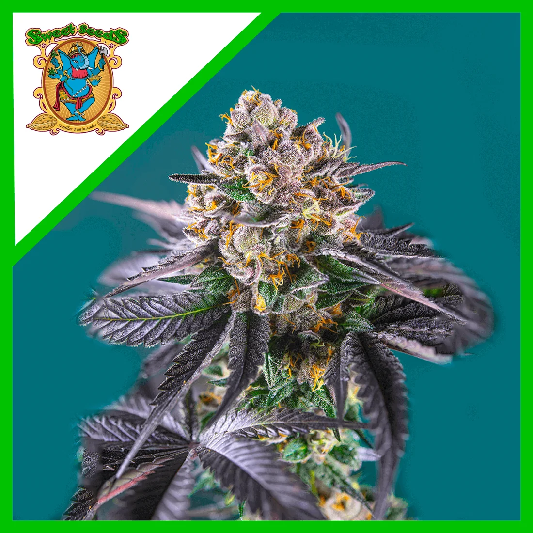 Red Strawberry Banana Auto — Sweet Seeds