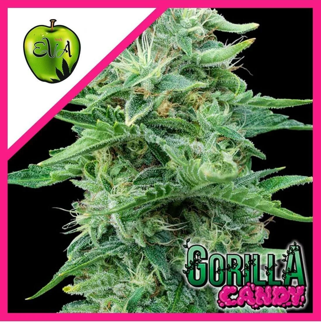 Semillas Gorilla Candy Fem de Eva Seeds
