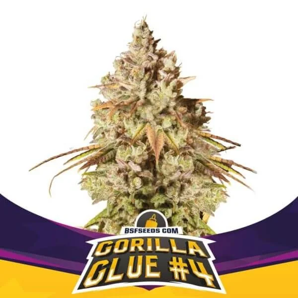 Semillas Gorilla Glue N°4 Fem de BSF Seeds