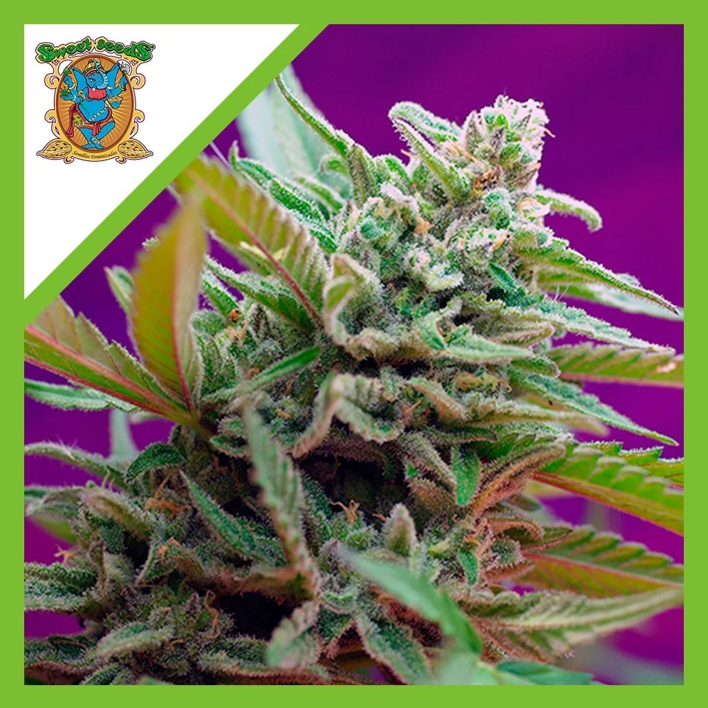 Black Jack Auto Sweet Seeds - Semilla automática disponible en Astro Growshop Chile