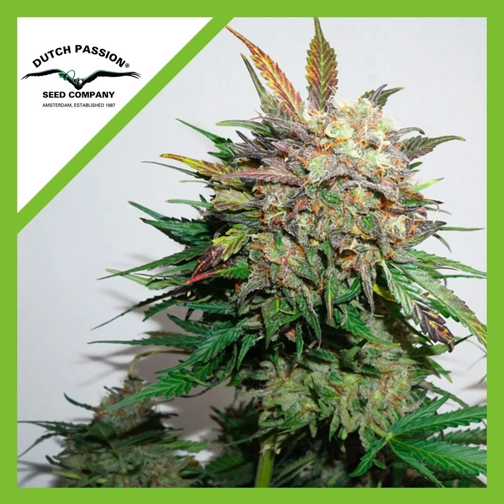 Semillas Glueberry OG Auto de Dutch Passion