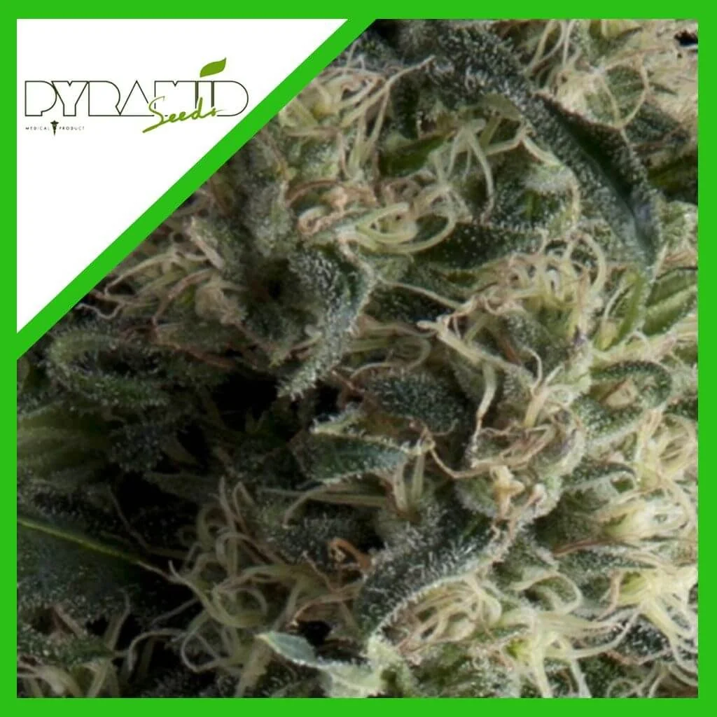 Galaxy Auto — Pyramid Seeds