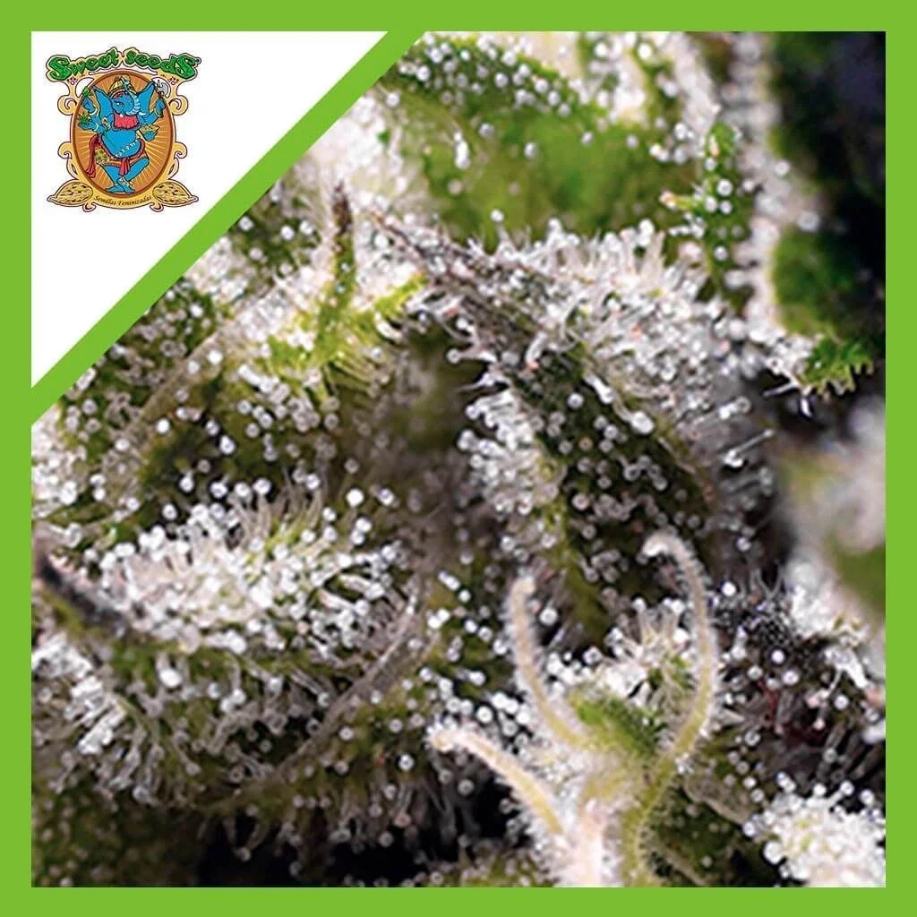 Cream Caramel Auto - Sweet Seeds