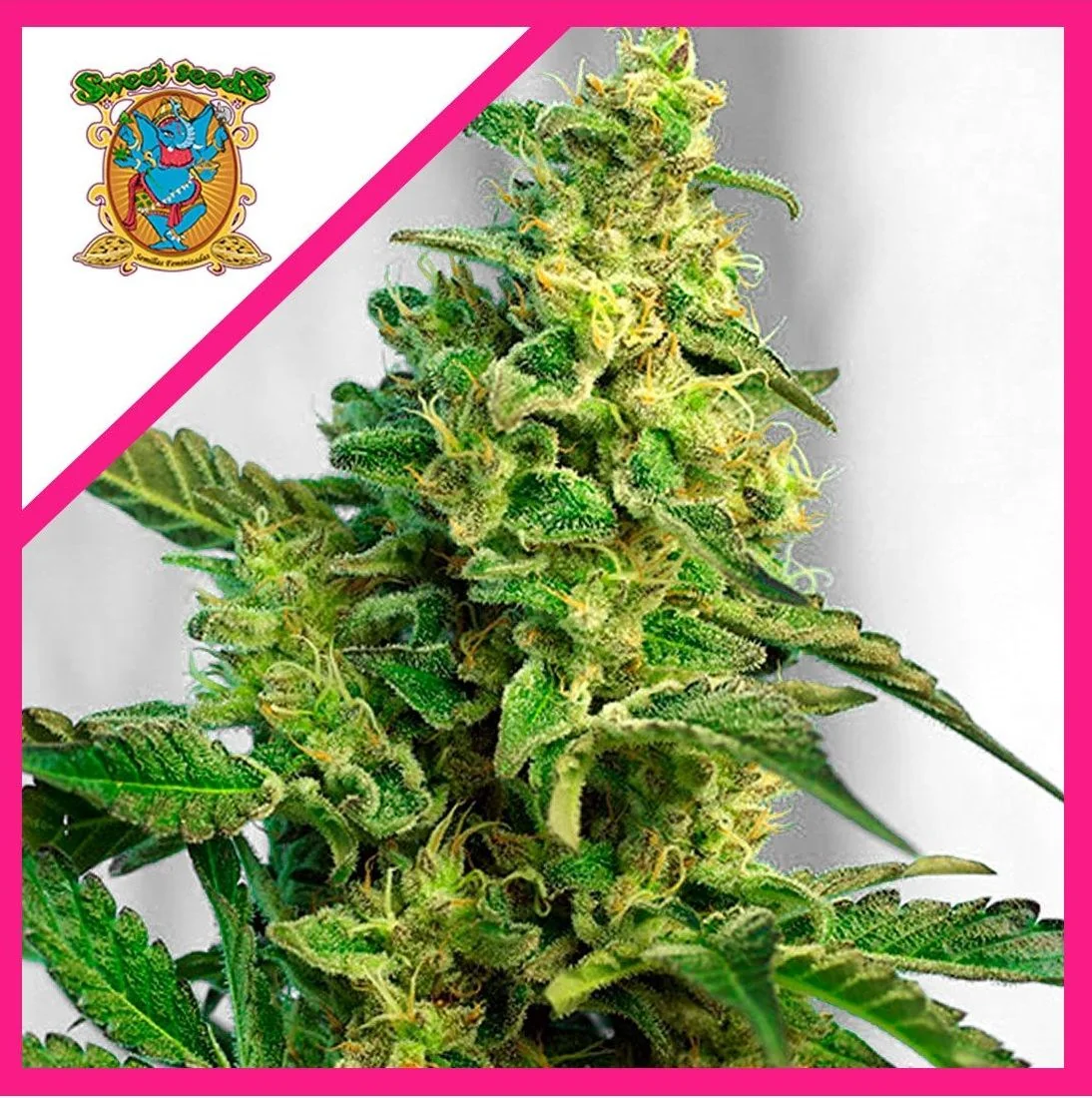 Semillas Green Poison F1 Fem de Sweet Seeds
