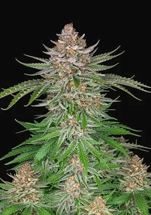 Strawberry Pie Auto x3 de Fast Buds