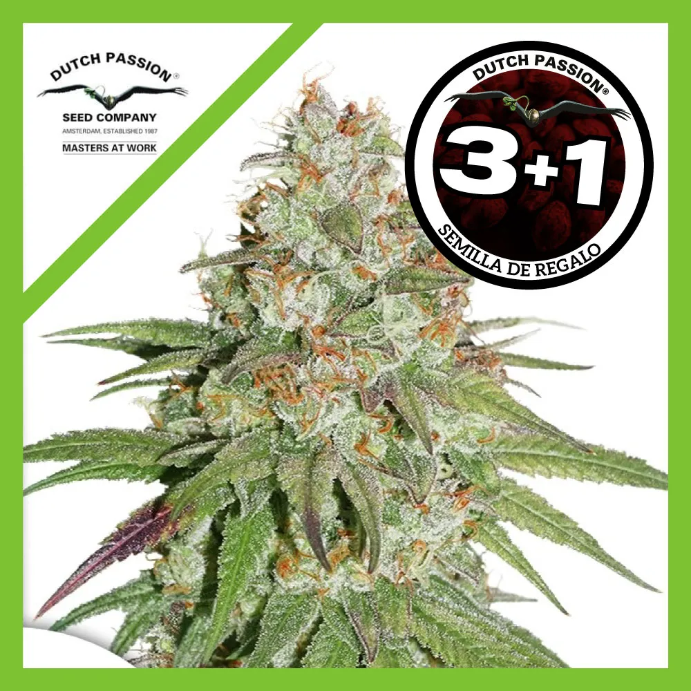 Semillas Glueberry OG Fem de Dutch Passion