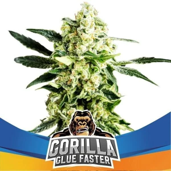 Semillas Gorilla Glue Faster Fem de BSF Seeds