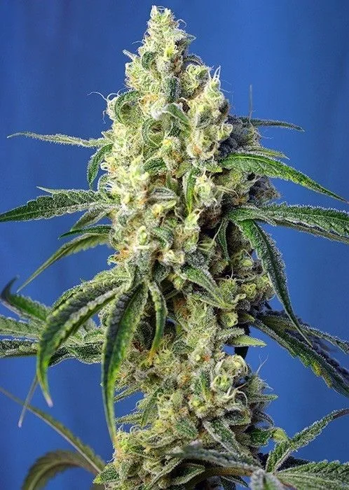Green Poison CBD Fem - Sweet Seeds