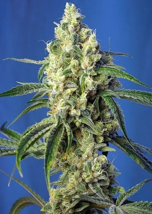 Green Poison CBD Fem - Sweet Seeds