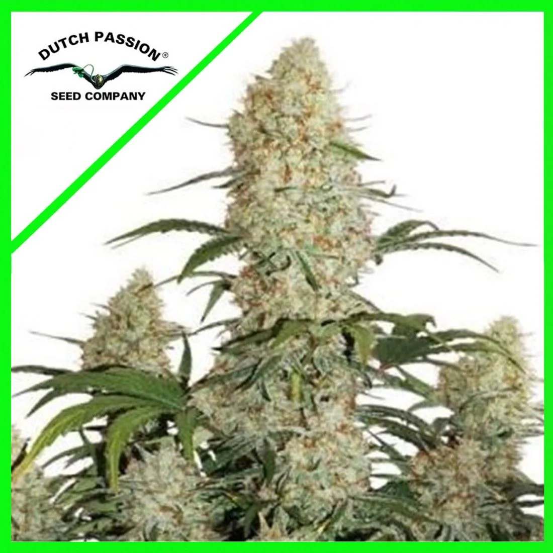Critical Orange Punch Auto de Dutch Passion