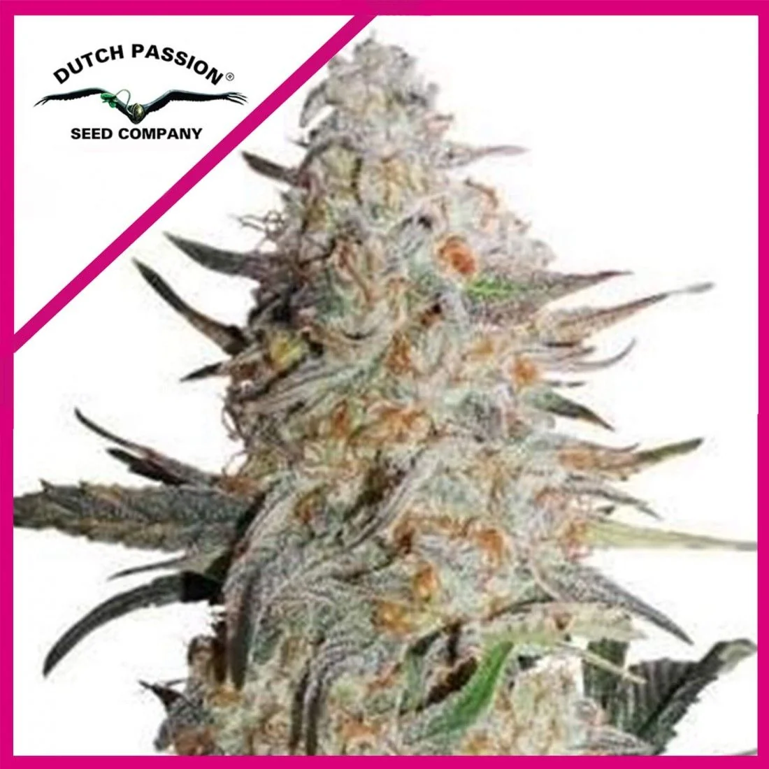 Semillas Critical Orange Punch Fem de Dutch Passion