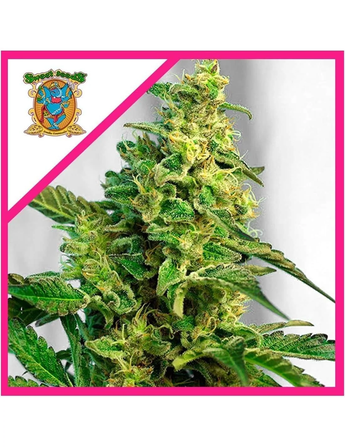Semillas Green Poison Fem de Sweet Seeds