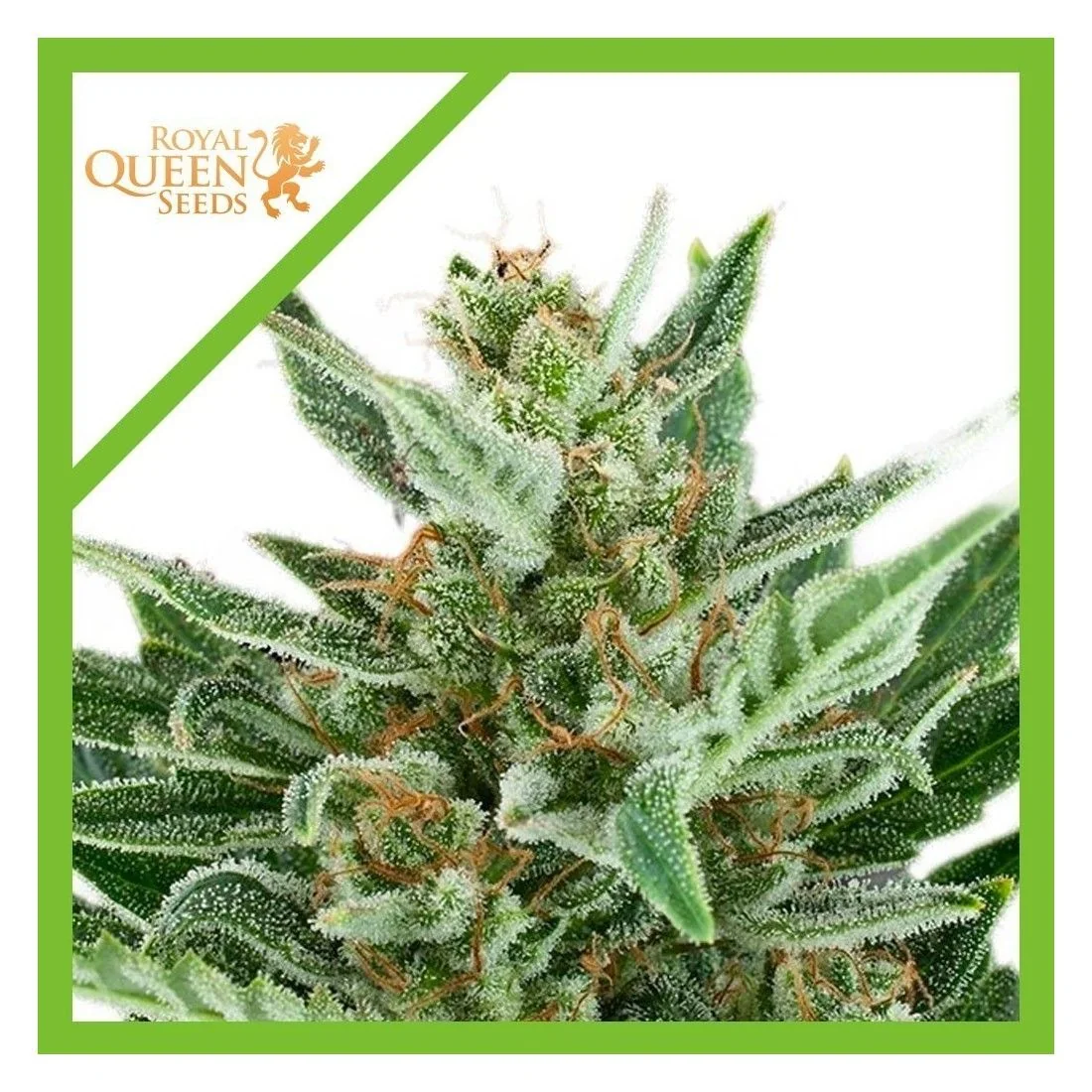 Easy Bud Auto — Royal Queen Seeds