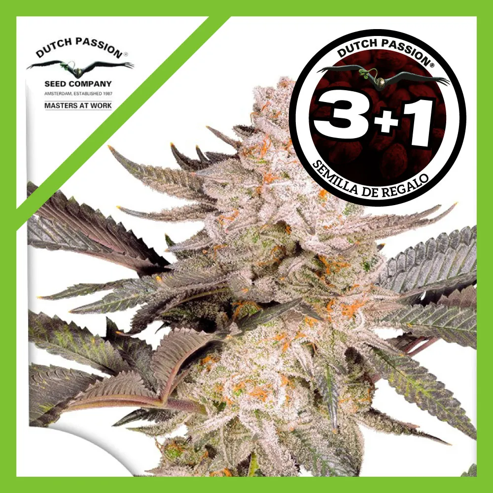 Semillas Orange Bud Fem 2.0 de Dutch Passion