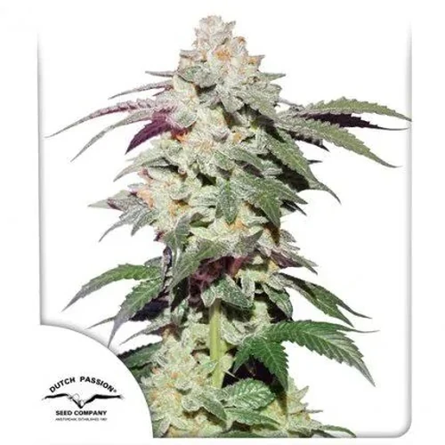 Semillas Skywalker Haze Fem de Dutch Passion