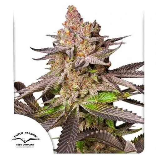 Semillas Melonade Runtz Fem de Dutch Passion