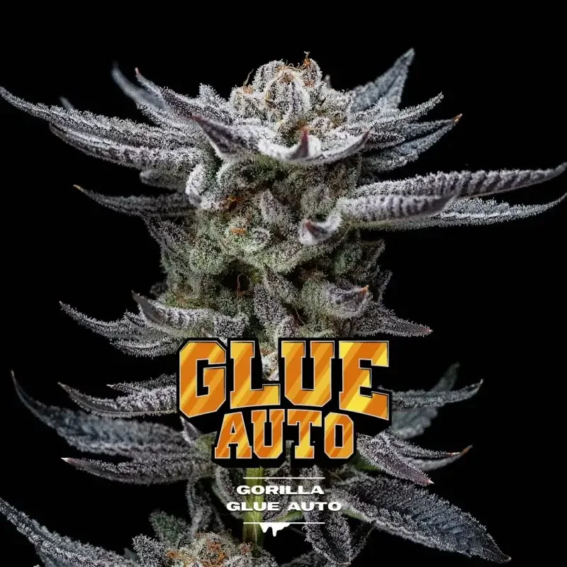 Semillas Gorilla Glue Auto GK de BSF Seeds