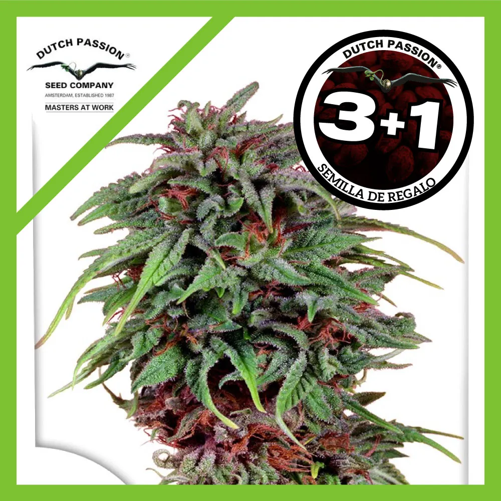 Melonade Runtz Auto X3+1 de Dutch Passion