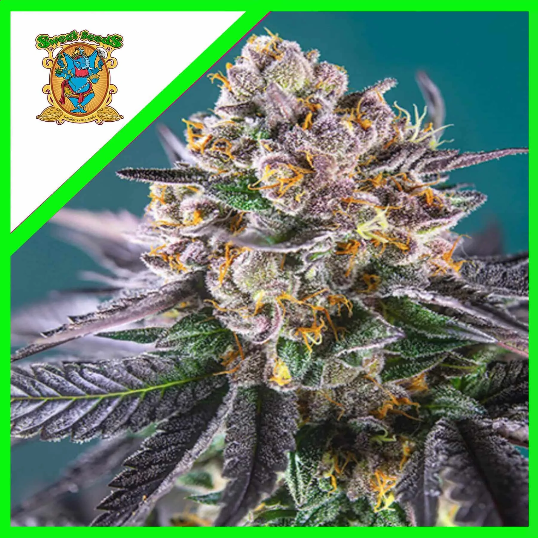 Gorilla Girl XL Auto - Sweet Seeds