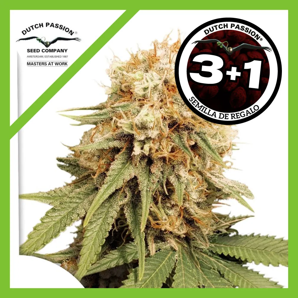 Semillas White Widow Fem de Dutch Passion