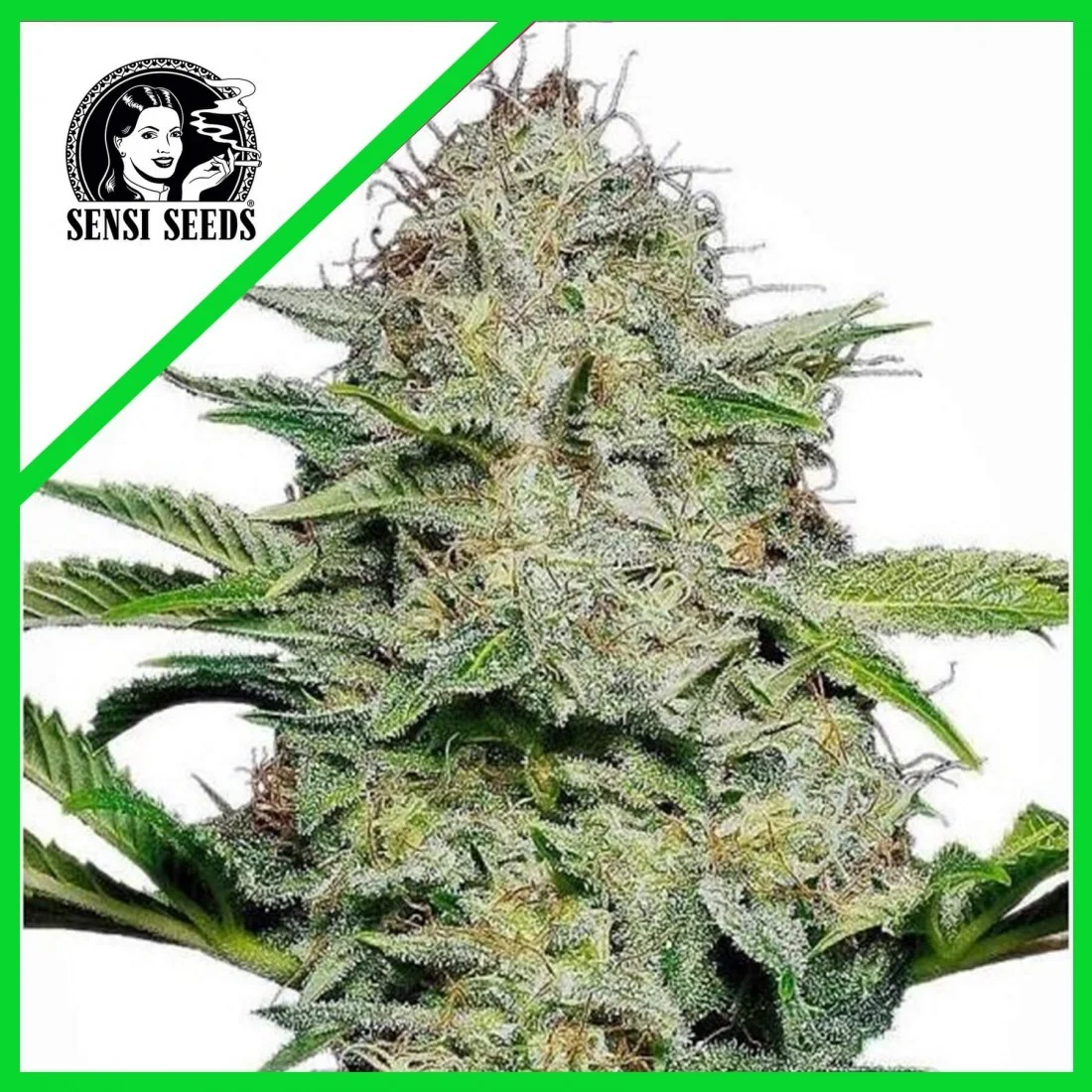 Sensi Skunk Auto — Sensi Seeds