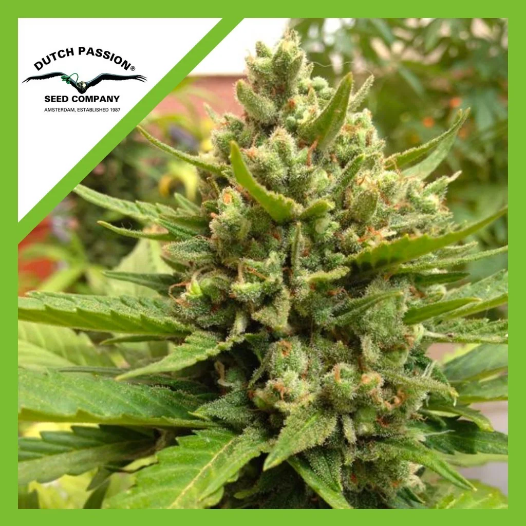Blueberry Auto x3 de Dutch Passion