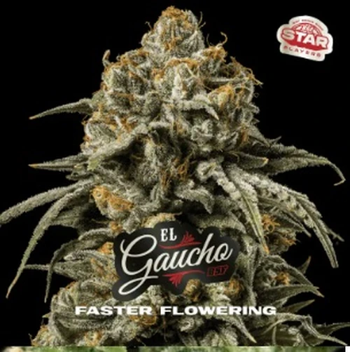 Semillas El Gaucho Faster Fem de BSF Seeds
