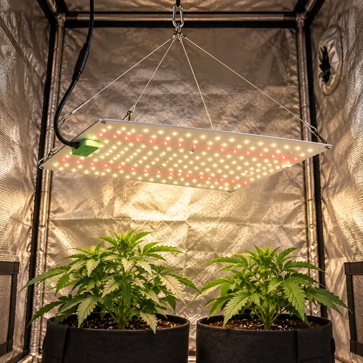 LED Quantum Board 65W para carpa de cultivo indoor