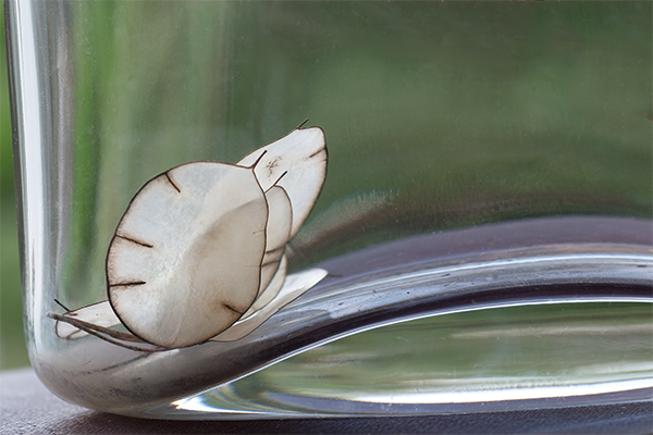 Escargot