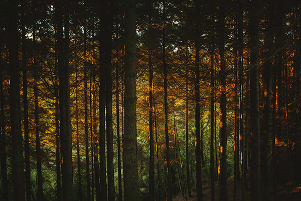 Bosque