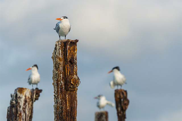 Pájaros