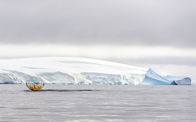 Grandes en Antártica