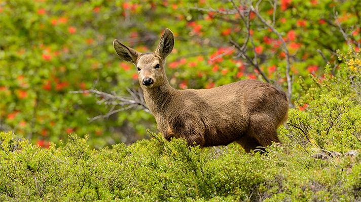 Príncipe del bosque Torres del Paine