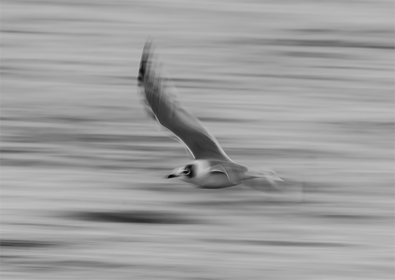 Gaviota de Franklin
