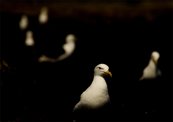 Gaviotas