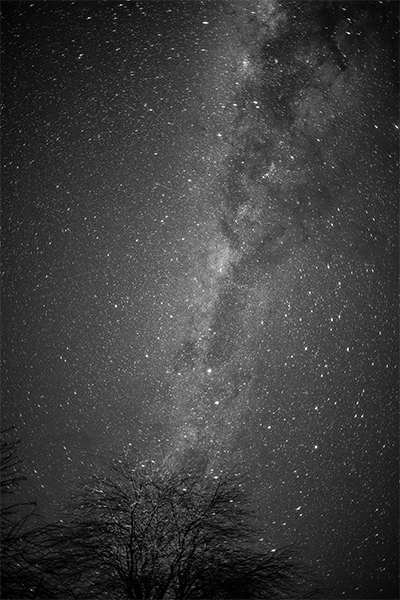 Florecimiento Nocturno