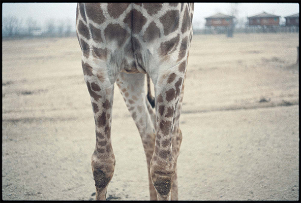 Zoológico