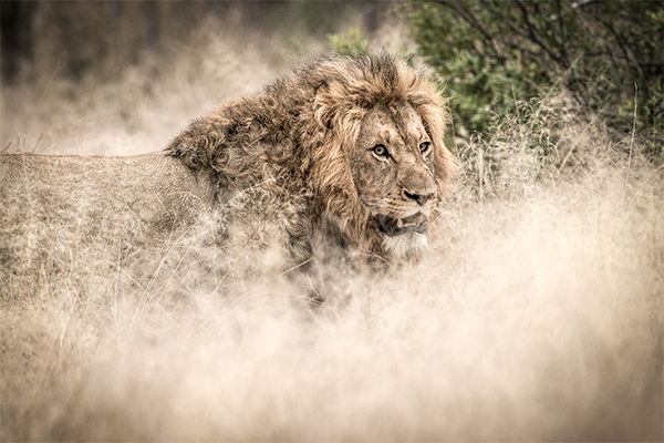 León fantasma