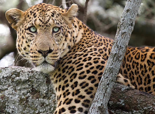 Leopardo