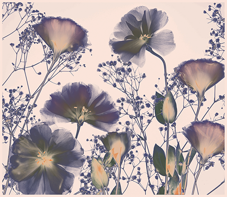 Flores Contraluz I