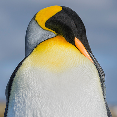 Abstracción pingüino Reina