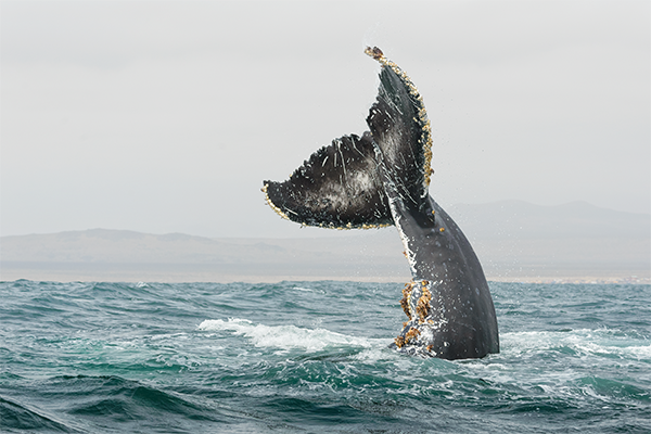 Ballena Jorobada