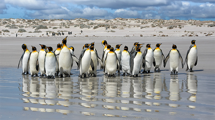 Pingüinos Rey en la playa