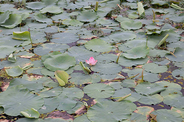 Loto de Kashmir