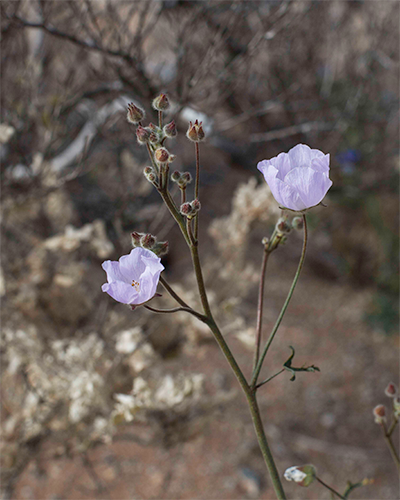 Desierto en Flor