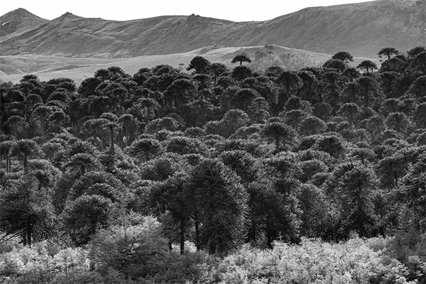 Bosque Araucano