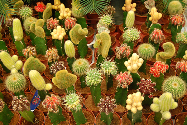 Cactus